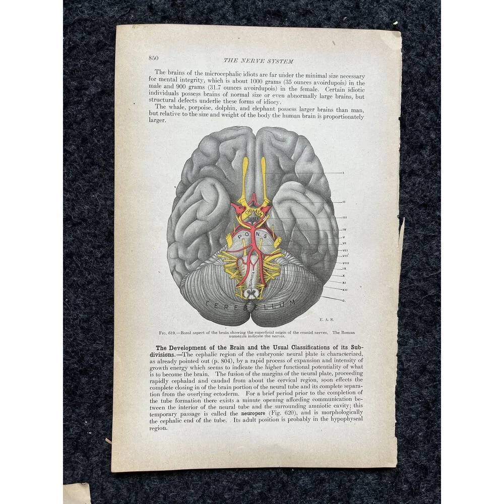 Original 1913 Anatomy Pages of Human Body, Anatomy Physiology Textbook Gifts, T
